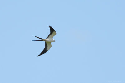 Swallow-tailed Kite (Zwaluwstaartwouw)
