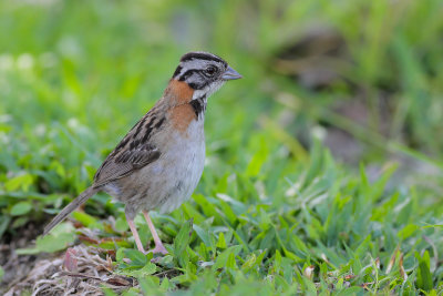 Rufous-collared Sparrow (Roodkraaggors)