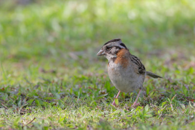 Rufous-collared Sparrow (Roodkraaggors)