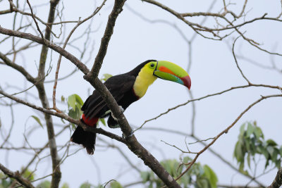 Ramphastidae (toucans)