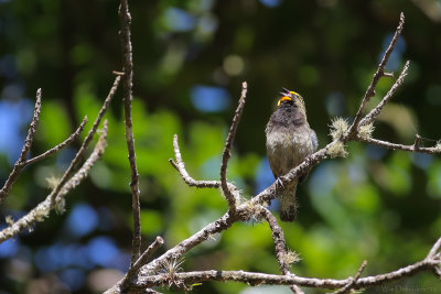 Yellow-faced Grassquit (Grote Cuba-vink)