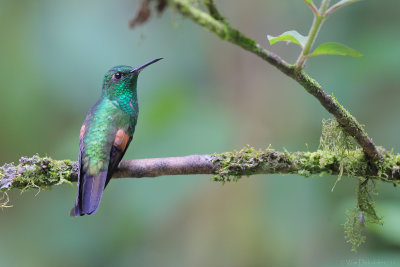Trochilidae (hummingbirds)
