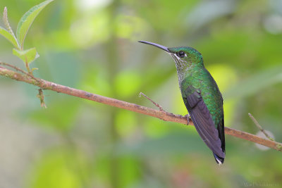 Green-crowned Brilliant (Groenkruinbrilliantkolibrie)