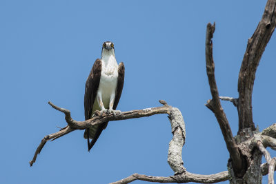 Osprey (Visarend)