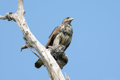 Mangrove Black-Hawk (Pacifische Zwarte Buizerd)