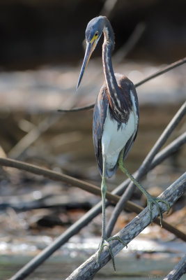 Tricolored Heron (Witbuikreiger)