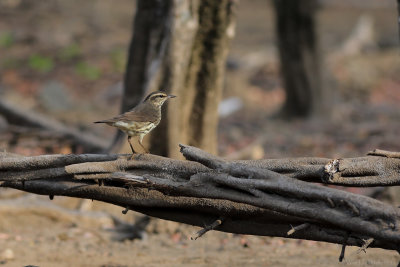 Northern Waterthrush (Noordse Waterlijster)