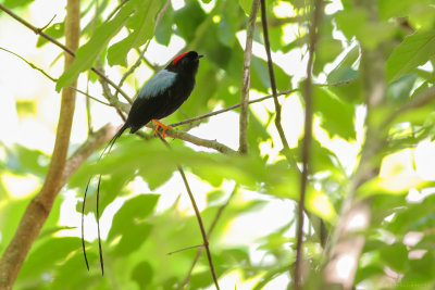 Long-tailed Manakin (Langstaartmanakin)