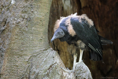 Black Vulture (Zwarte Gier)