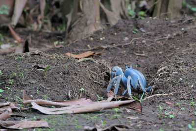 Blue Land Crab (Blauwe Landkrab)