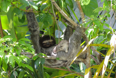 Brown-throated Three-toed Sloth (Kapucijnluiaard)
