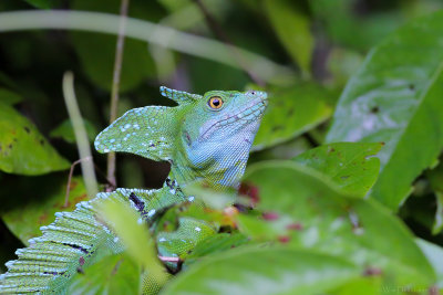 Green Basilisk (Groene Basilisk)