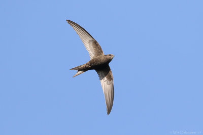 Common swift (Gierzwaluw)