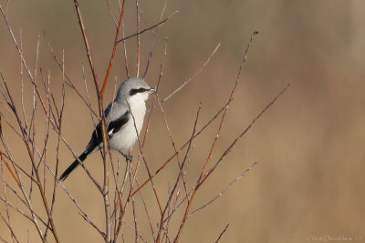 Great grey shrike (Klapekster)