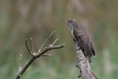 Common cuckoo (Koekoek)