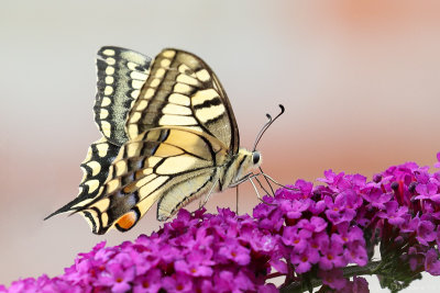 Swallowtail (Koninginnepage)