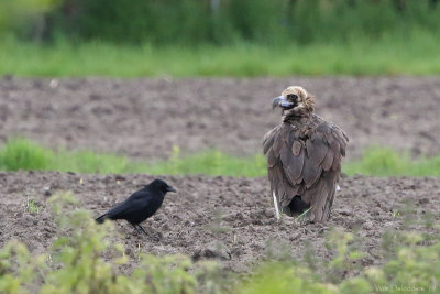 Cinereous vulture (Monniksgier)