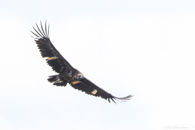 Cinereous vulture (Monniksgier)