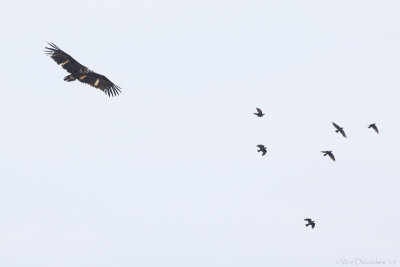 Cinereous vulture (Monniksgier)