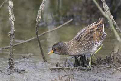 Spotted Crake (Porseleinhoen)