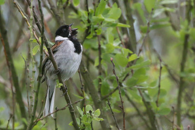 Common reed bunting (Rietgors)