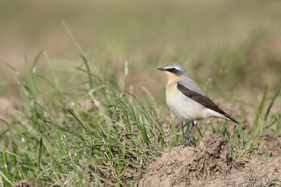 Northern wheatear (Tapuit)