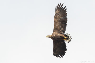 White-tailed eagle (Zeearend)