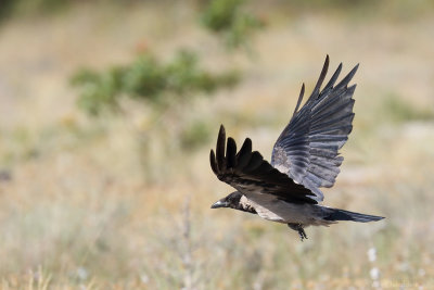 Hooded crow (Bonte kraai)