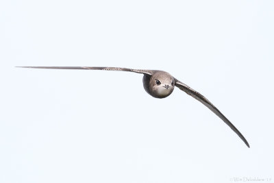 Common swift (Gierzwaluw)