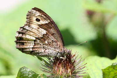 Woodland grayling (Grote boswachter)