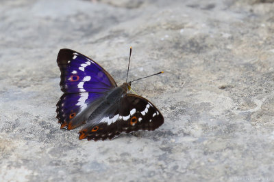 Lesser purple emperor (Kleine weerschijnvlinder)
