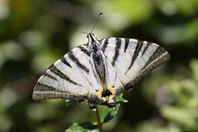 Scarce swallowtail (Koningspage)