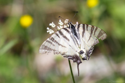 Scarce swallowtail (Koningspage)
