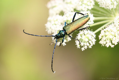 Musk beetle (Muskusboktor)