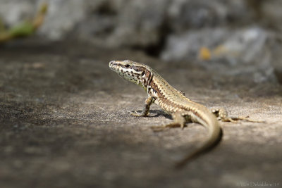 Common wall lizard (Muurhagedis)