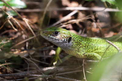 Eastern green lizard (Oostelijke smaragdhagedis)