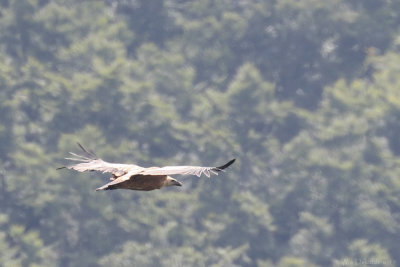 Griffon vulture (Vale gier)
