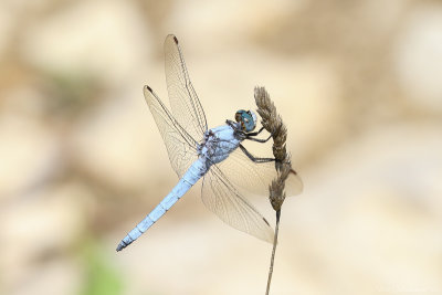 Southern skimmer (Zuidelijke oeverlibel)