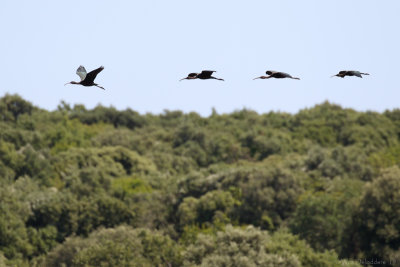Glossy ibis (Zwarte ibis)