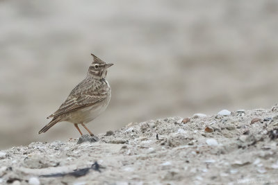 Crested lark (Kuifleeuwerik)