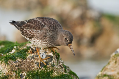 Purple sandpiper (Paarse strandloper)