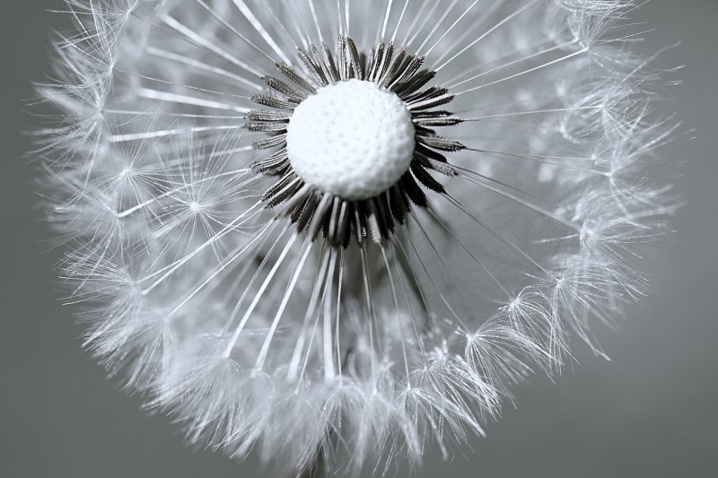 Dandelion seedhead