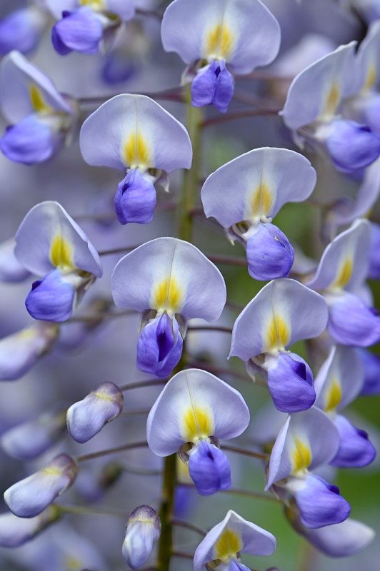 Wisteria