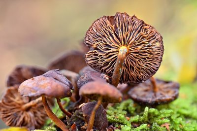 Paddenstoelen in verval