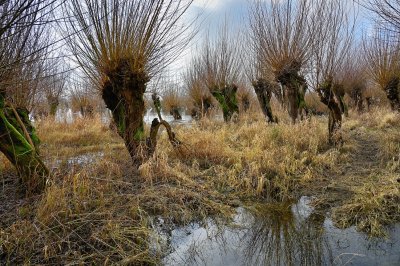 Pollard willows in winter