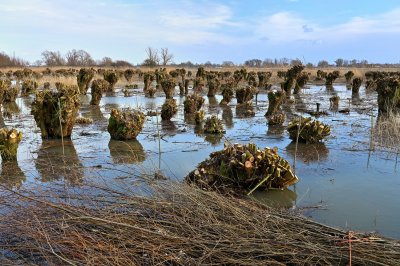 A flooded griend