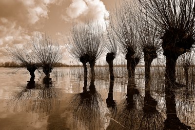Pollard willows at high tide 