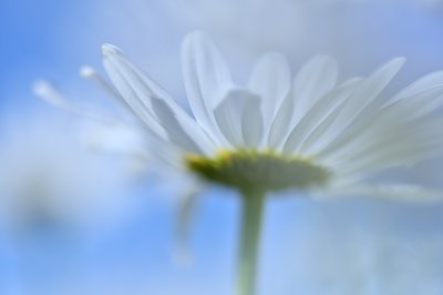 Oxeye Daisies