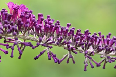 Butterfly bush buds