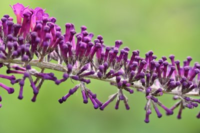 Butterfly bush buds